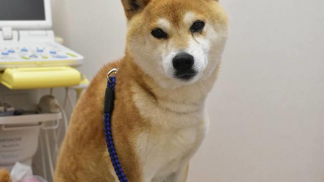 迷子犬情報です！の画像
