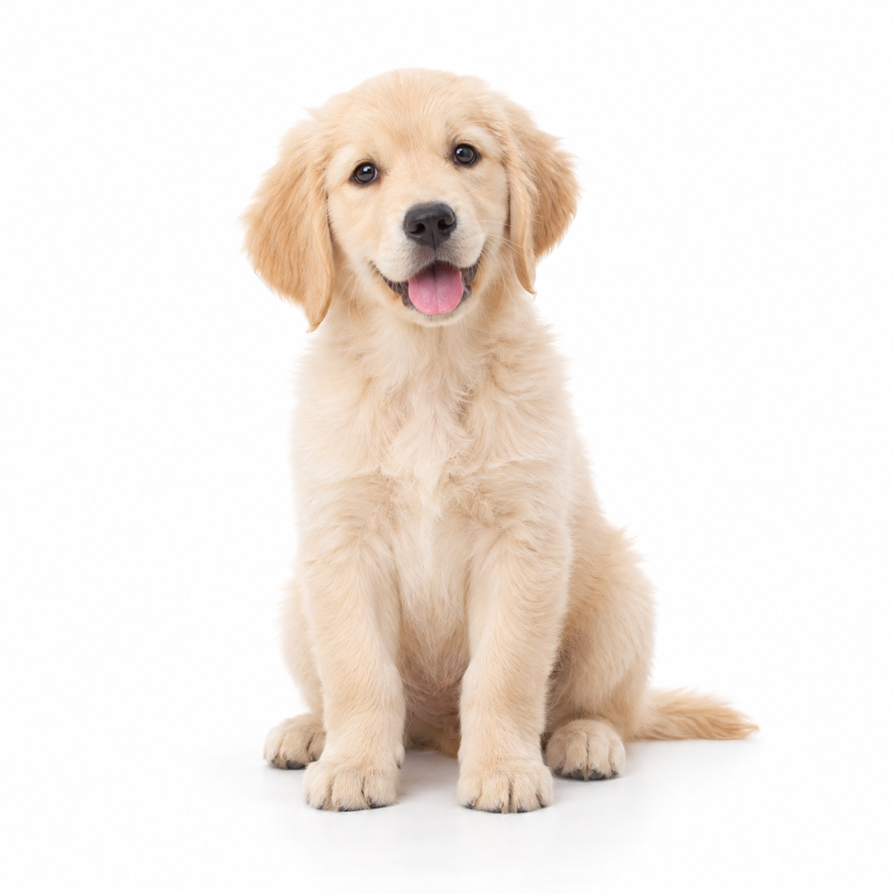 犬